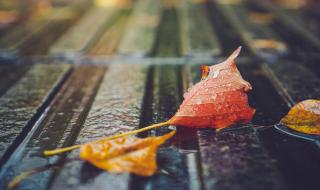 秋雨是什么意思 秋雨绵绵的意思